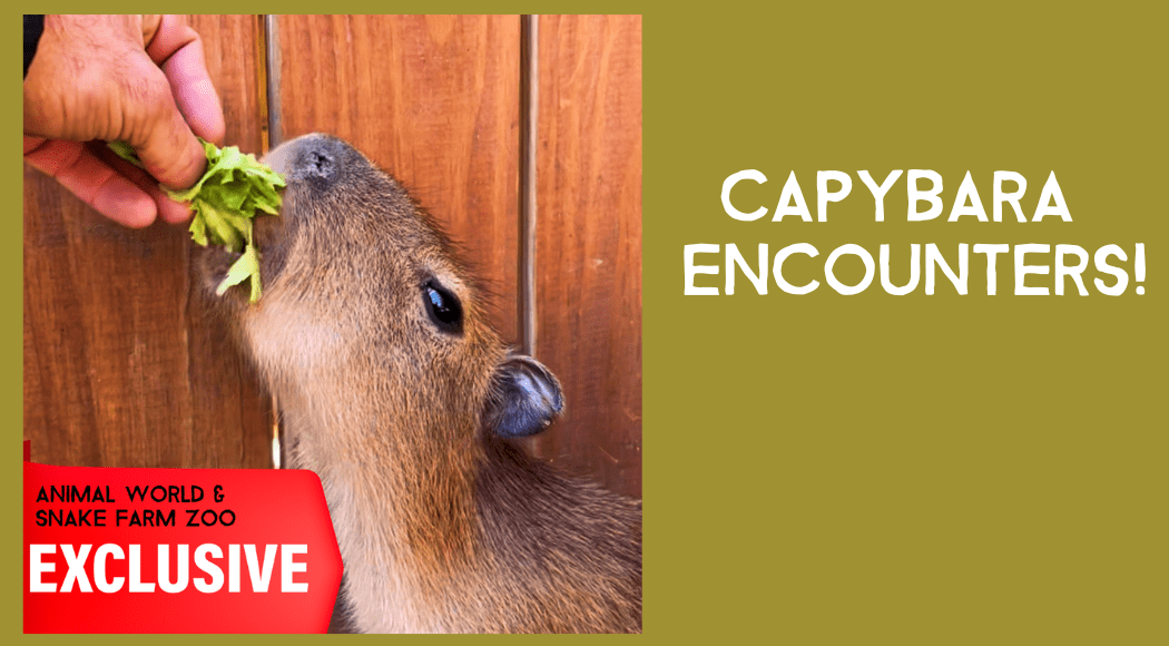 Animal World & Snake Farm Zoo