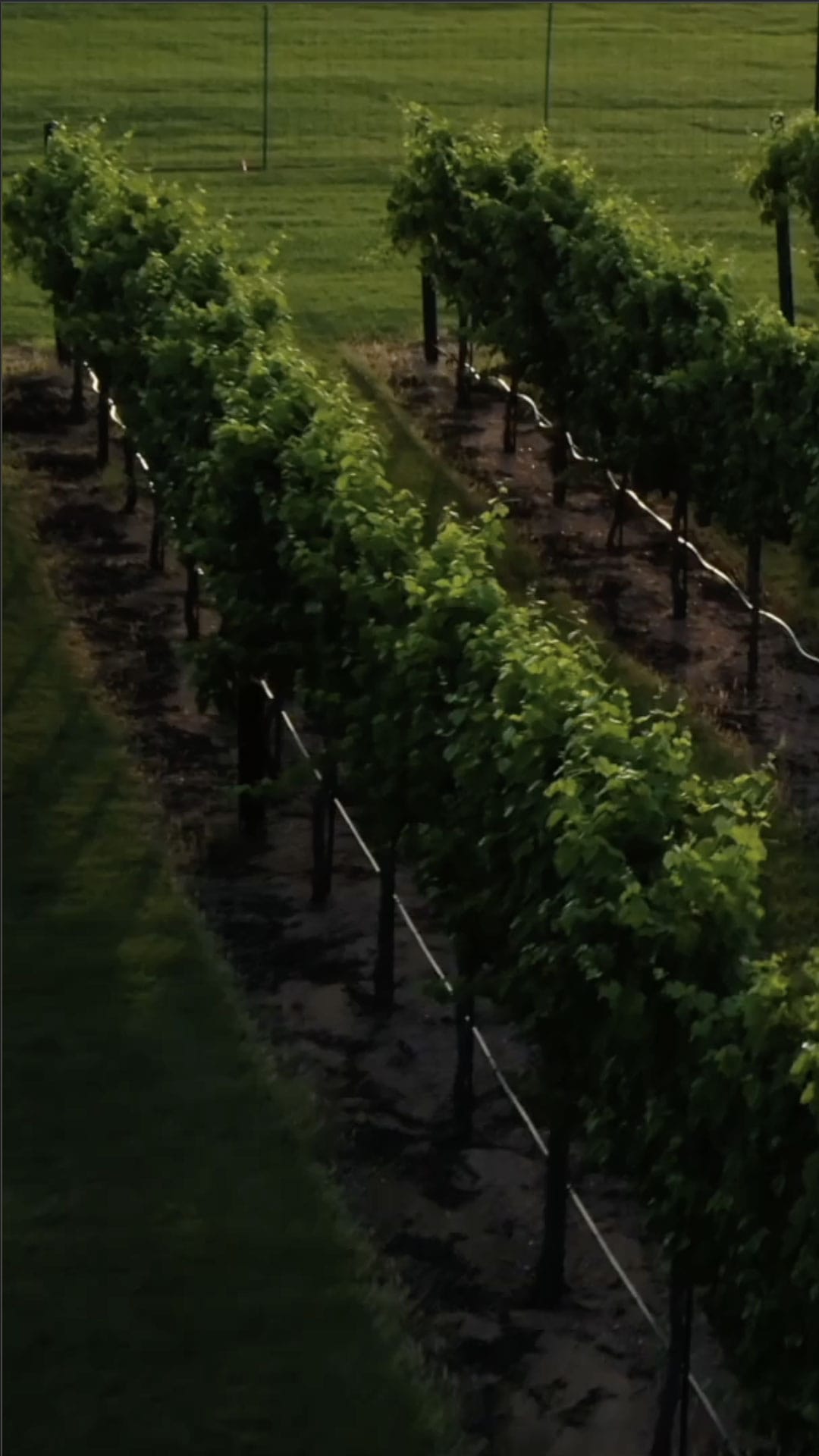 Grape Creek Vineyards